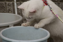 なんかいないかな？