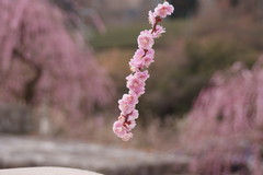 小学校1年の作品１