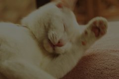 頭がかゆい