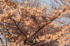 夕方の桜