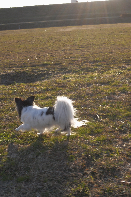 夕暮れのお散歩