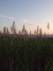 サトウキビの花