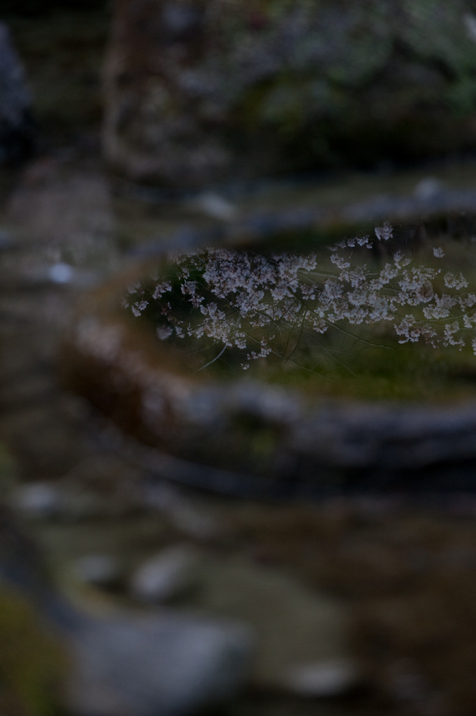 水面の花