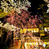 白川沿いの夜桜