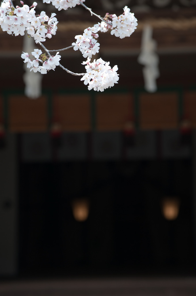 桜の頃