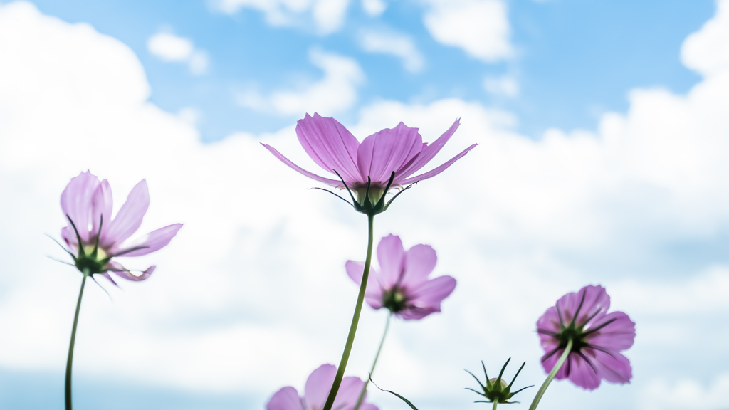 秋桜