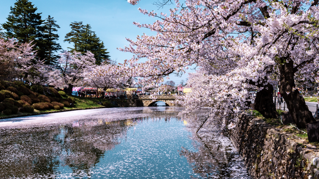 濠と桜