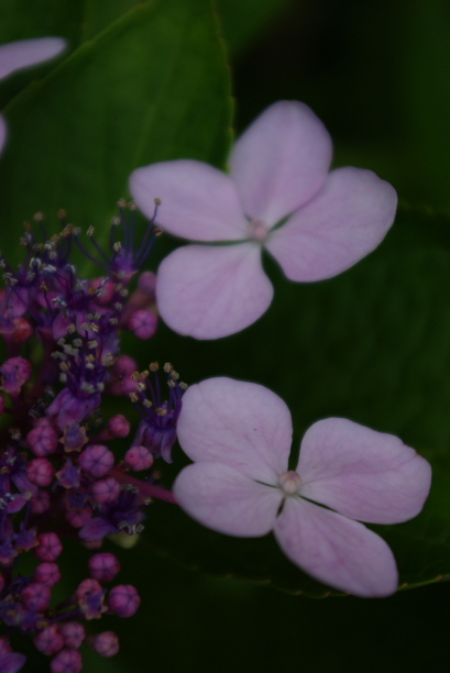 ピンクの花びら