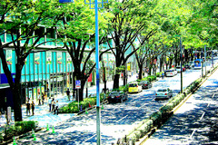 日曜朝の表参道