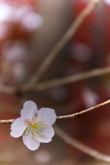 秋桜