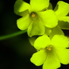 黄色く光る花