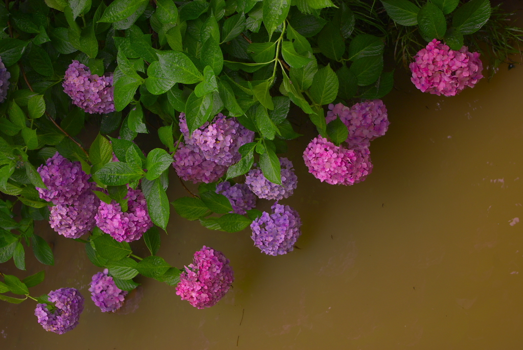 水上の紫陽花