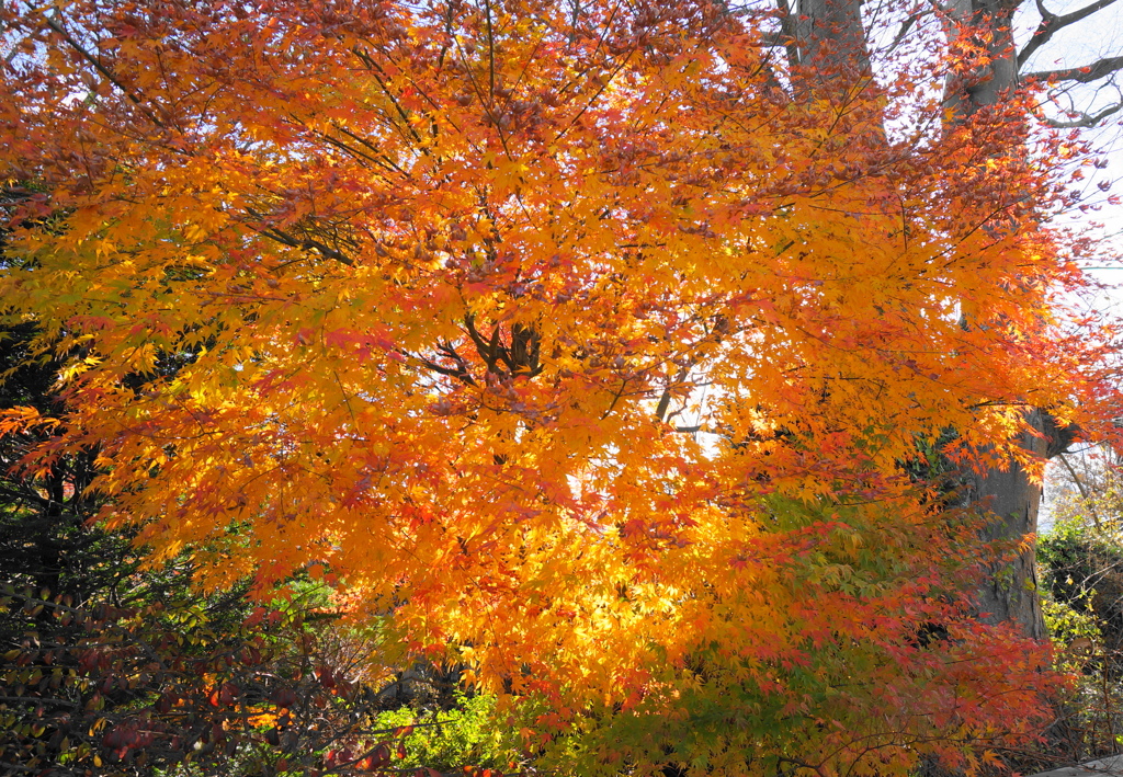 紅葉