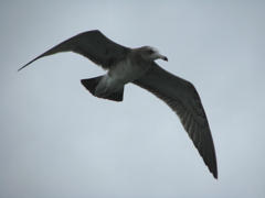 IMG_5212b
