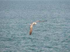 IMG_5851a