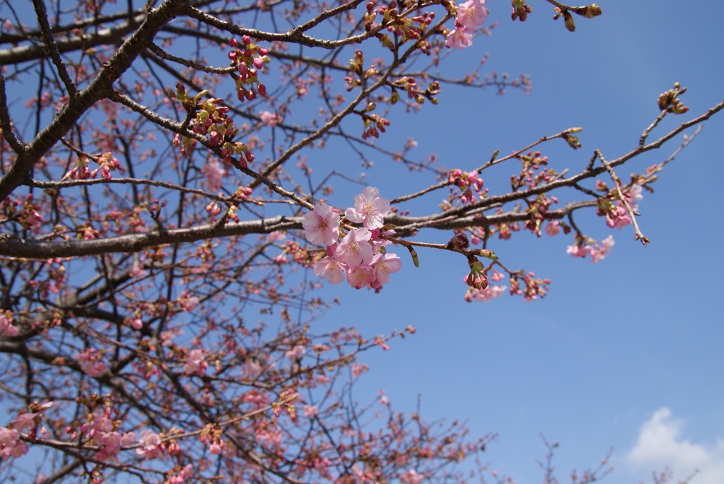 河津桜