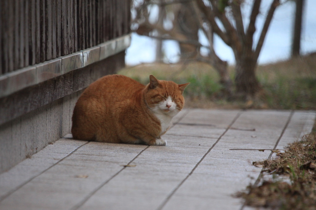 寒いし、ねむいし