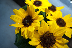 sun flower_1