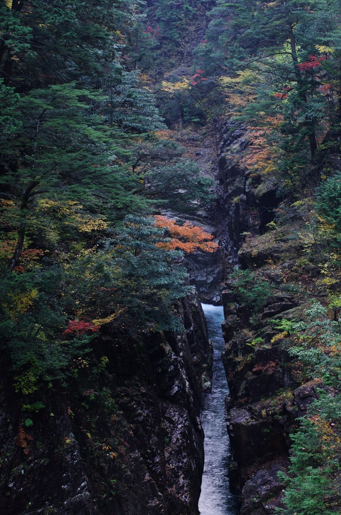 渓谷紅葉