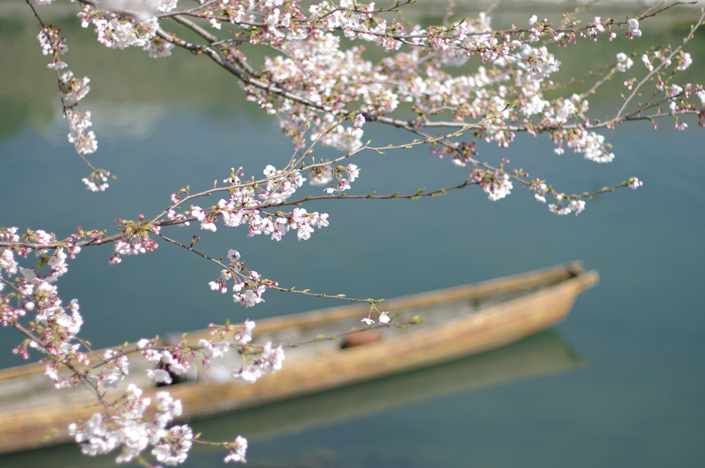 桜と船