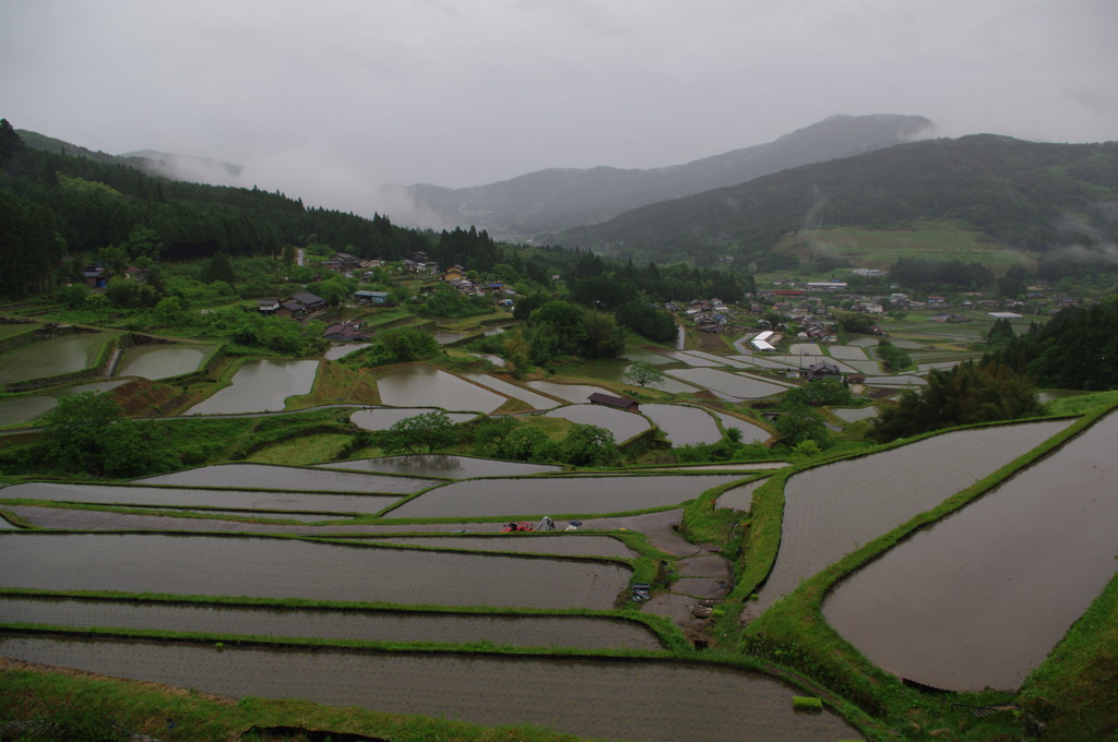 坂折棚田