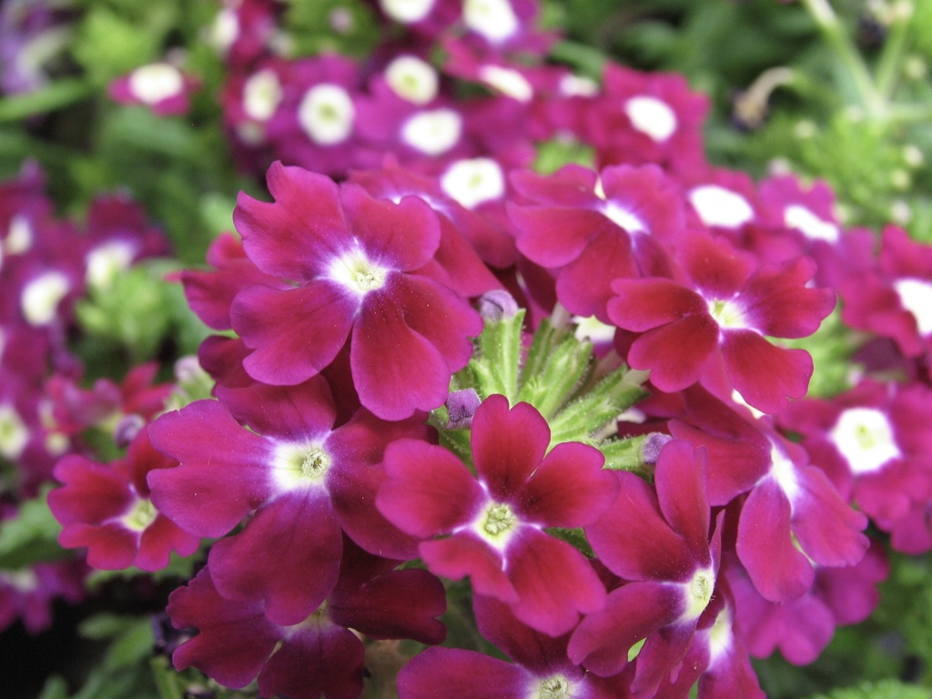 花の主張 5
