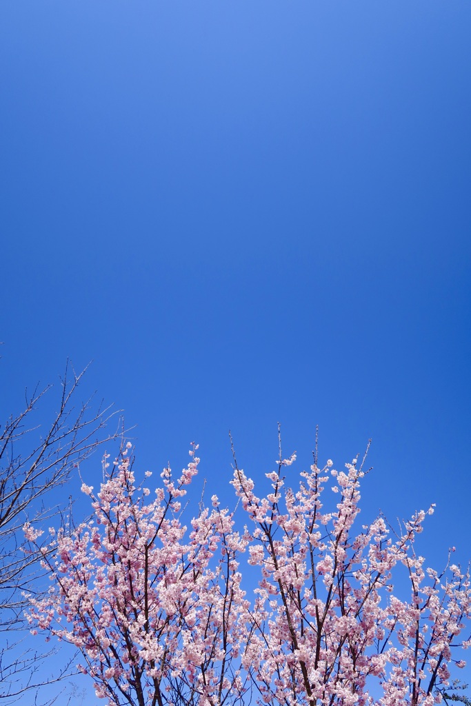 春の空
