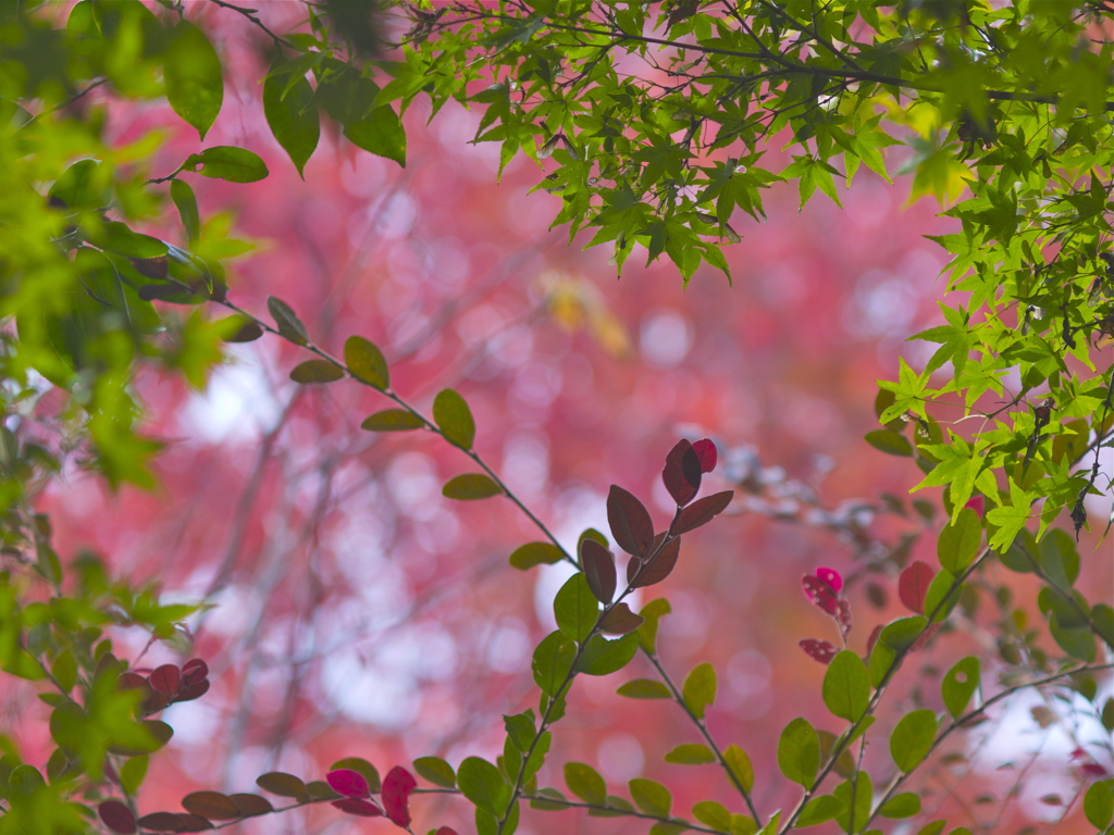 紅葉思案中