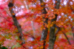 紅葉の隙間