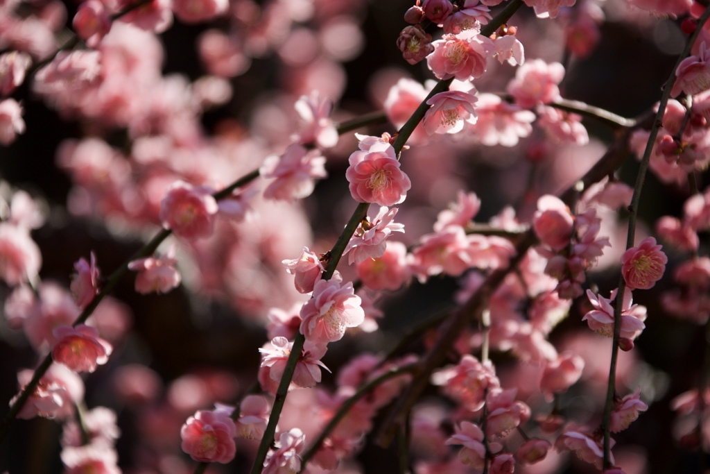 花の季節