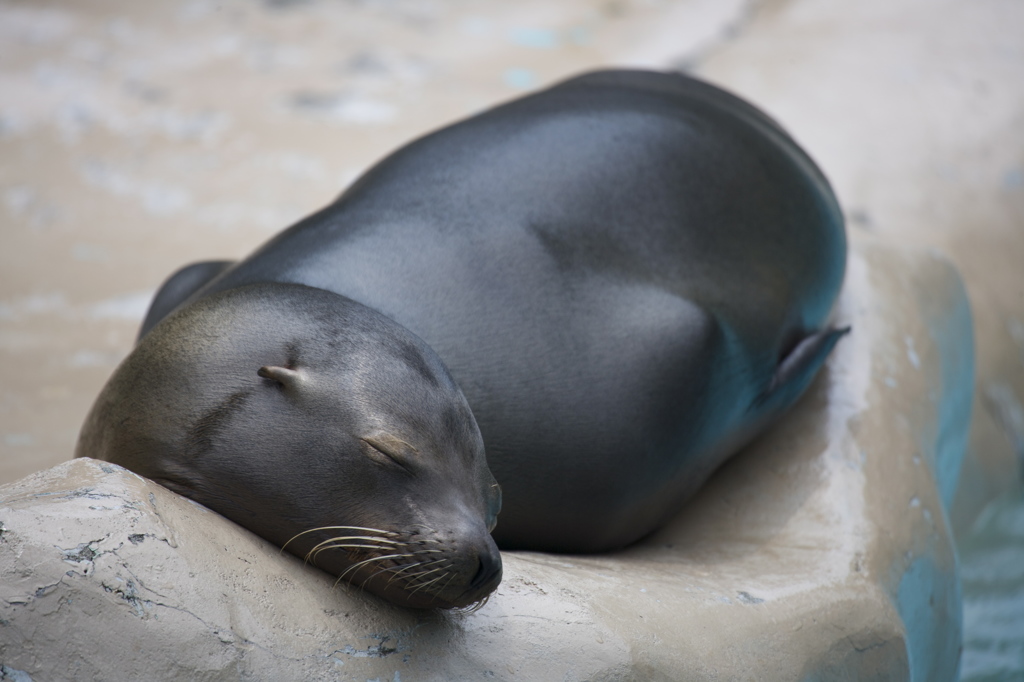 眠りのオブジェ