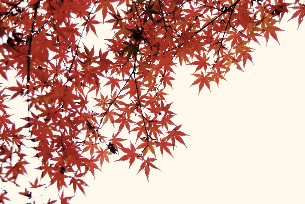 曇り空に紅葉
