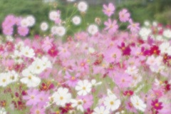 花模様 花模様