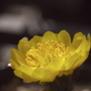 花屋の出逢い