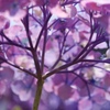 Purple Shadow
