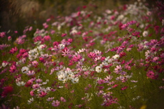 夕刻の花の宴