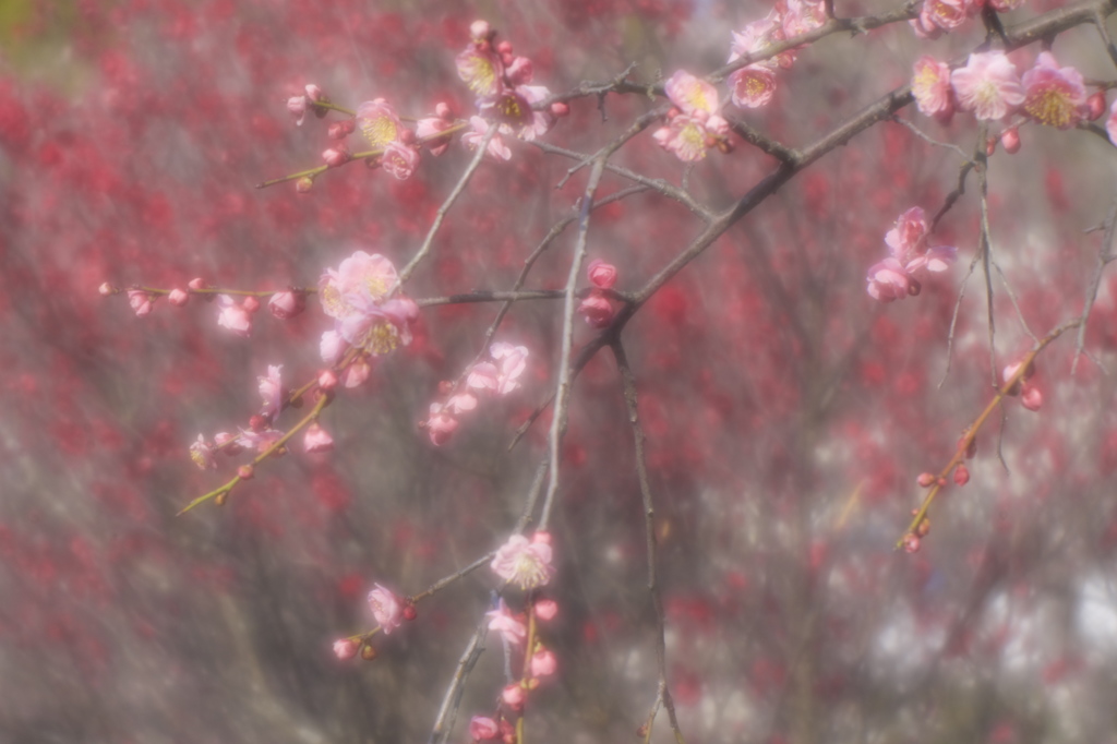 朝の光は梅色