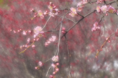 朝の光は梅色