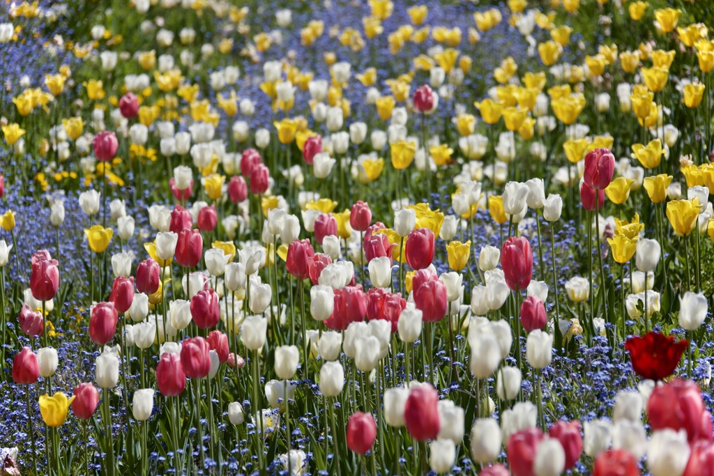 Flower Talking