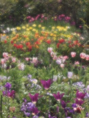 花の庭６