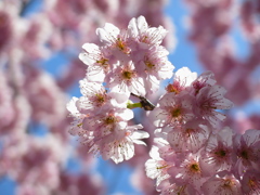 光と桜と空