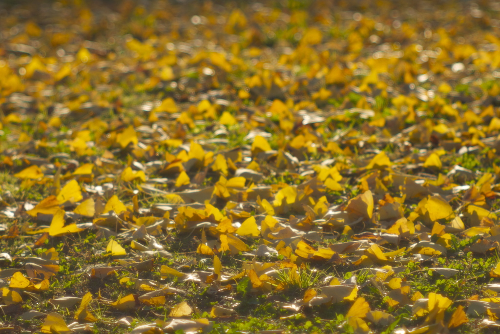 夕刻の落葉