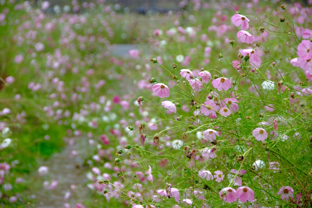 雨の花小径