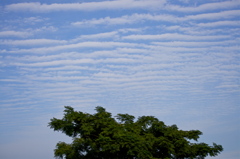 栴檀と秋の空