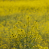 Room Yellow