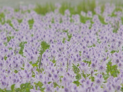 花の主張