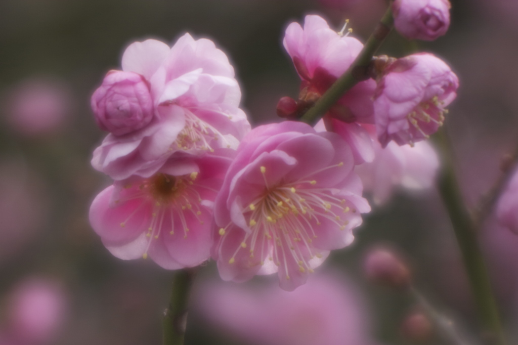 梅始め