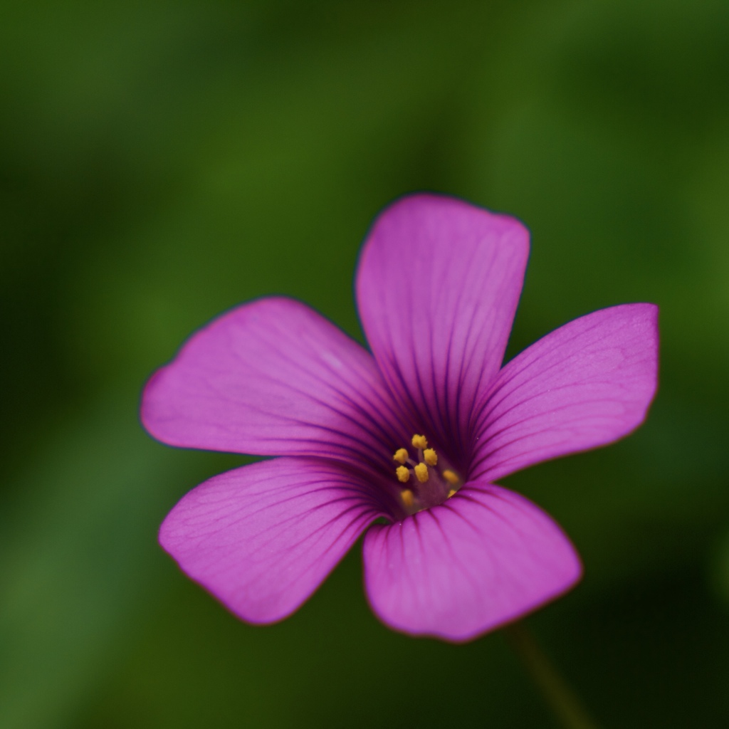 小さな花の声３