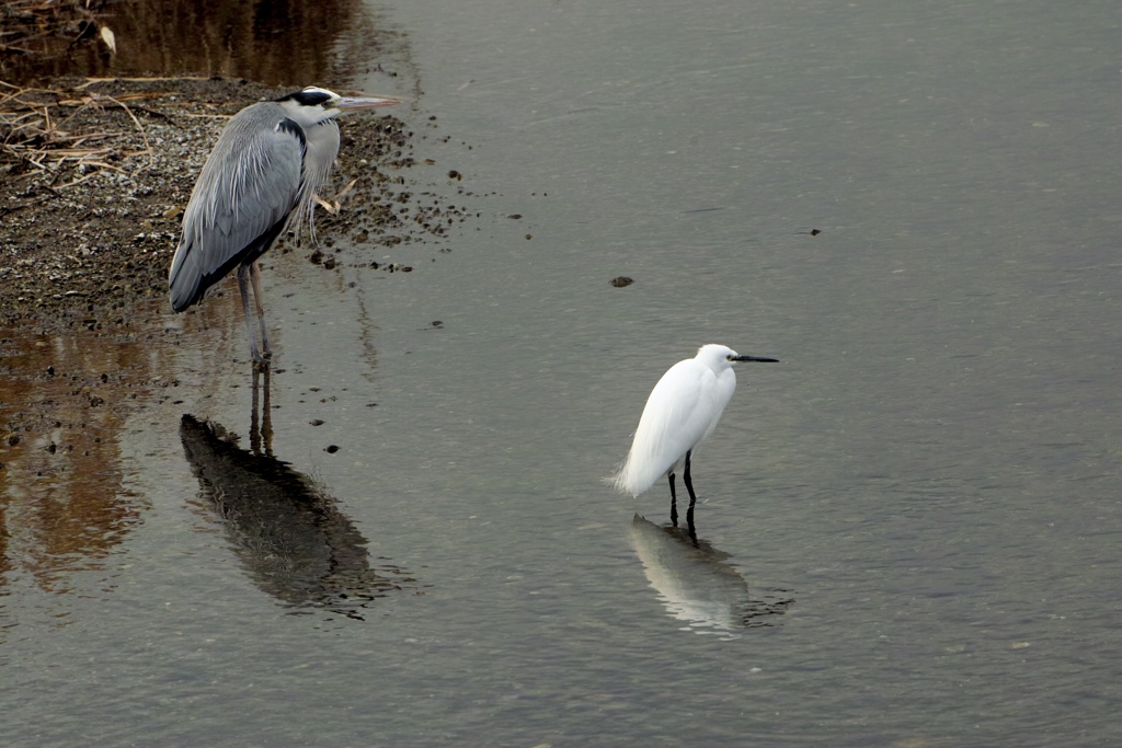 鳥の気持ち