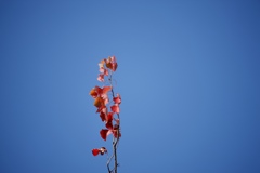 木枯らし